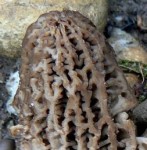 morilles bis 12 04 08_02.jpg