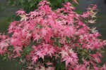 Acer.palmatum.Koto buki.13.jpg