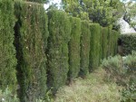 DSCN0732.JPG