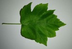 La feuille