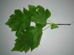 Plusieurs feuilles