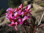 IMG_5149_p_Epidendrum secundum.JPG