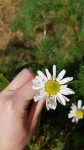 Zoom sur la fleur