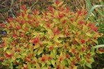 DSC02827.jpg