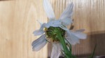 Dessous de la fleur