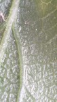 87426FA0-C017-4FA0-A78B-0C92BEB90A4B.jpeg