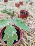 Tomate infectée