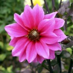Dahlia fascination pourpre