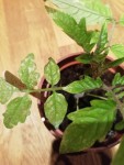 Tomates infectée 2