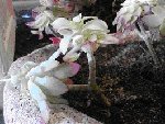 sedum palmeri ??