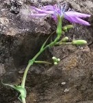 f inflorescence.jpg