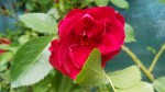 20200503_150532.jpg
