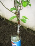 IMG_1983.JPG