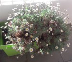 marguerites01.JPG