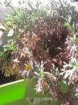 marguerites02.JPG