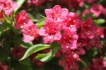 Weigelia-1158s.jpg