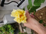 IMG_20200504_101231_resize_64.jpg