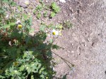 DSC00292.JPG