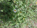 DSC00293.JPG