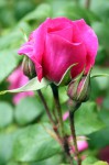 IMG_1170.JPG