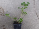 Z25-20200502-51kleber-5-reduit.jpg