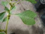 Z25-20200503-51kleber-2-reduit.jpg