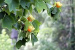 Lyrodendron-1183.JPG