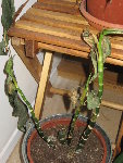 croton.JPG