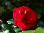 rose.jpeg