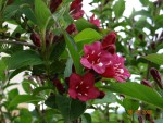 Weigelia Brsitol Ruby.jpeg