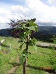 Paulownia tomentosa.jpeg