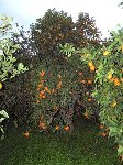 P1310039 (Small).JPG
