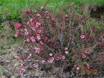 Leptospermum Wiri Kerry.jpeg