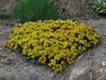 sedum floriferum jaune .jpeg