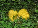 P1310042 (Small).JPG