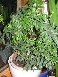 31.01.2009 017.jpg