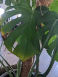 IMG_20200506_195347.jpg