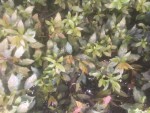 CE90A54B-AD63-4D52-A36E-4F6EAA1C5A37.jpeg