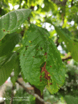 cerisier1.gif
