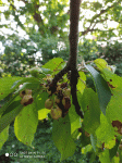 cerisier-fruit.gif