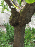 cerisier2-tronc.gif