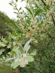 IMG_20200420_084317.jpg