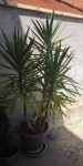 IMG_20200508_144621.jpg