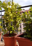 IMG_20200508_Citronnier.jpg