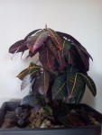 IMG_20200509_094714.jpg