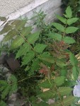 IMG-8706.JPG