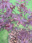 IMG_5343_2.jpg