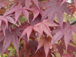 jeunes feuilles au milieu des plus anciennes