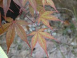 les jeunes feuilles arrivées après débourrage sont assez réticulées vert puis se foncent avec le temps.