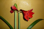 P1000143.JPG